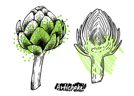 Hand drawn illustration of artichoke. Dish collection template for menu design. Engraved style hand drawn sketch, vector illustration.のイラスト素材