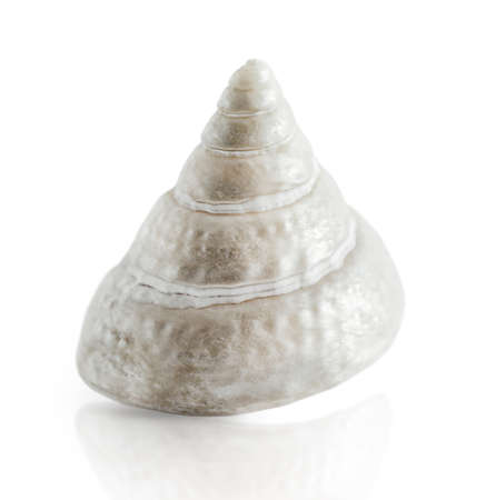 marine spiral shell of mother-of-pearl color, isolated on a white backgroundの写真素材