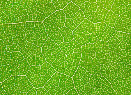 Extreme close-up of a leaf showing veins, cell detailの写真素材
