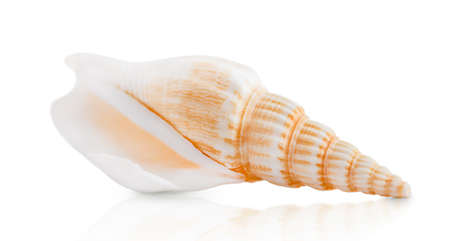 marine spiral shell isolated on a white backgroundの写真素材