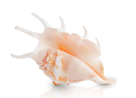 Seashell isolated on a white backgroundの写真素材