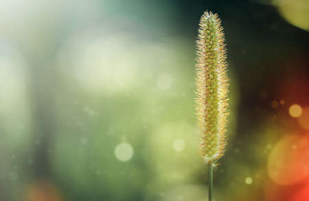 green background with fluffy grass in the rays of the setting sunの写真素材