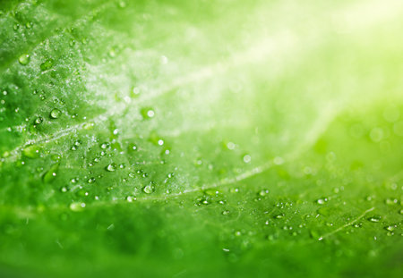 macrophotography of a green leaf with dew drops. place for textの写真素材