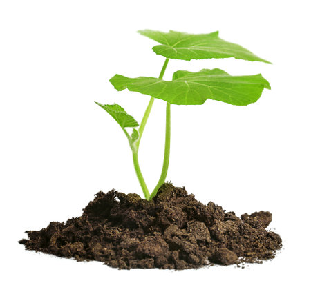 young shoots of a plant (pumpkin) in the ground. highlighted on a white backgroundの写真素材
