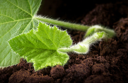macrophotography of a young sprout (pumpkin) in the groundの写真素材