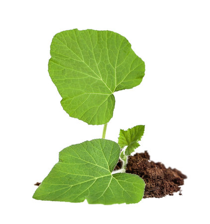Green sprout (pumpkin) with large leaves front view. isolated on a white background.の写真素材