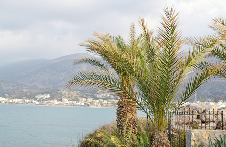 Tropical Landscape Holiday Travel Background Journey Summer Concept Flowers Crete Island Greeceの写真素材