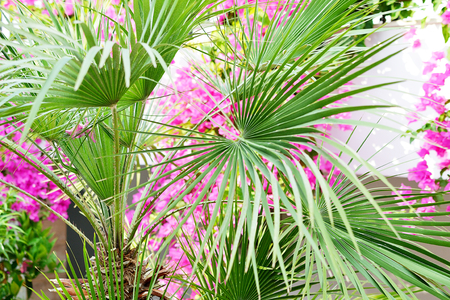 Tropical Landscape Holiday Travel Background Journey Summer Concept Flowers Crete Island Greeceの写真素材