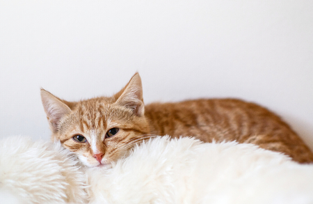 Cute little ginger kitten sleeping in soft white blanketの写真素材