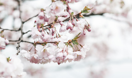 Sakura flowers blossom. Japan cherry tree in garden, spring time. Toned photoの写真素材