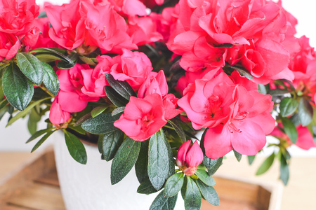 Azalea flowers in a pot. Balcony garden. Interiorの写真素材