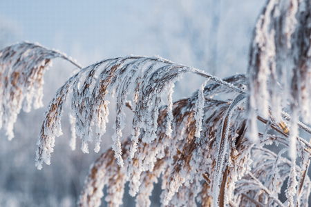 Cold sunny frozen dayの写真素材