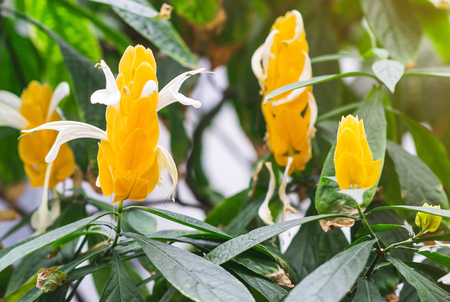 Tropical Landscape Flowers Leaves Background Toned Landscapeの写真素材