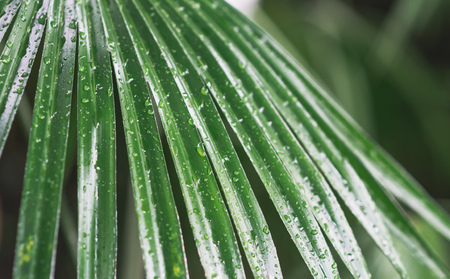 Tropical Landscape Flowers Leaves Background Toned Landscapeの写真素材