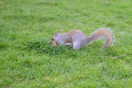 Squirrel on the groundの写真素材