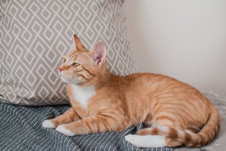 Cute little ginger cat laying in a gray blanket at home, relax time