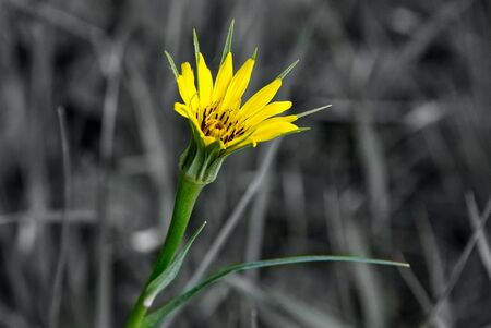 Vibrant yellow spring flower on a black and white backgroundの写真素材
