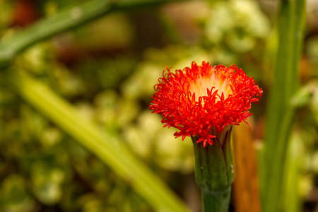 Red spring tropic flower, close-up photoの写真素材