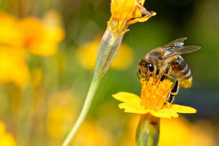 Close-up photo of honey bee collecting flowers nectar, macro image