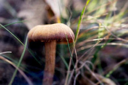 Fall mushroom covered with grass, close-up photo of mushroomの写真素材