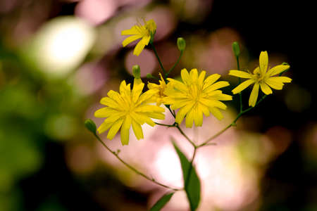 Bunch of yellow spring flowers, close-up photo of yellow flowers