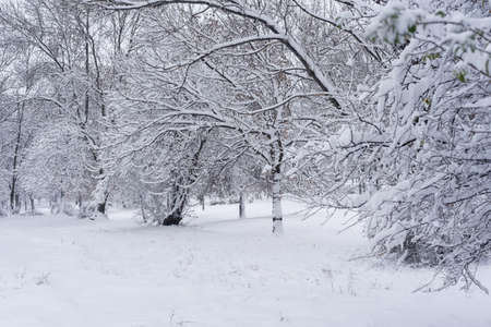 Winter scenery with trees covered in fresh snow, snowy landscape photo