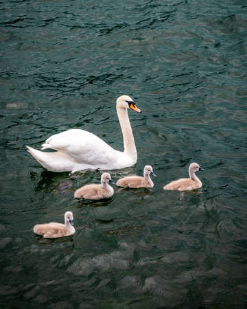 White swan swimming with baby swans, called also flapper or a cygnetの写真素材