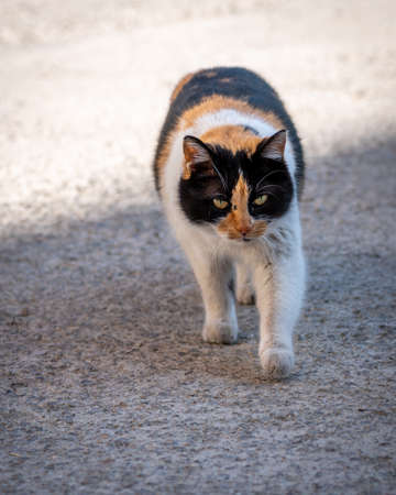 Charming female stray cat, close-up photo of three colors carの写真素材