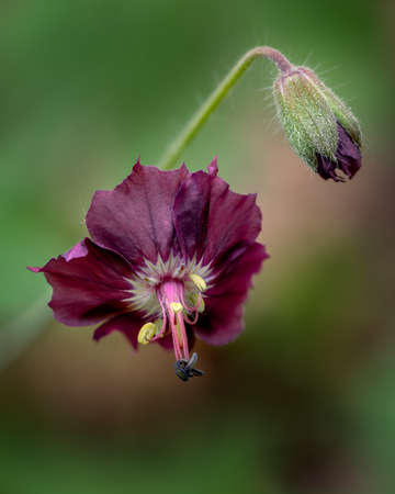 Cranesbills flower on blurred background, close-up photo of  Black widow flowerの写真素材