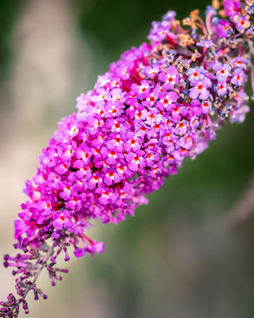 Purple flower on blurred background, close-up photo of purple and pink flowerの写真素材