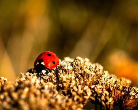 Ladybug landed on gold collared flower, close-up photo of a ladybug on gold backgroundの写真素材