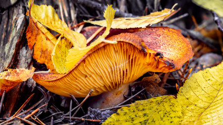Beautiful poisonous autumn forest mushroom, close-up fall photo of a dangerous mushroomの写真素材
