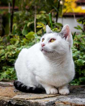 White stray cat posing for a picture, close portrait photo of a kittenの写真素材