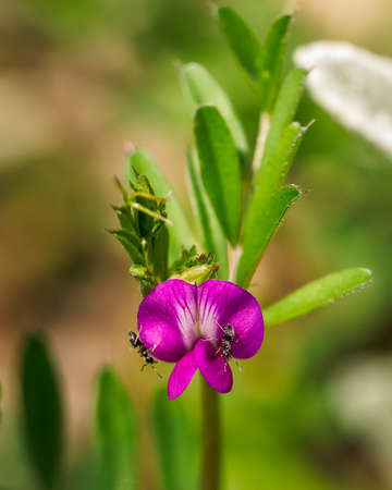 Pink spring flower and two ants, close-up photo of flower and bugsの写真素材