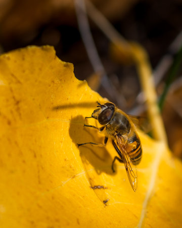 Wasp landed on yellow autumn leaf, close-up photo of wasp insectの写真素材