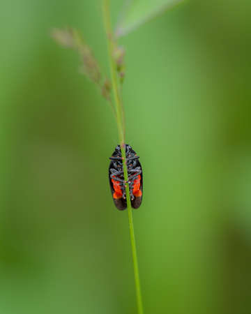 Blister Beetle close-up photo on a green blurred backgroundの写真素材
