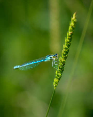 Close-up photo of damselfly on a green blurred backgroundの写真素材