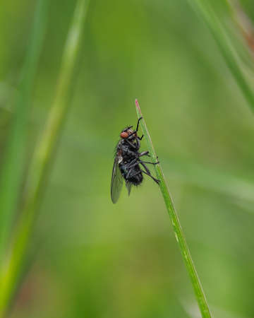 Macro photo of a fly, close-up photo of fly on green blurred backgroundの写真素材