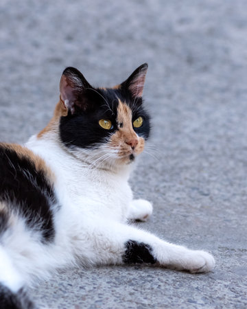 Female stray cat lying and looking at the camera, tabby cat head imageの写真素材