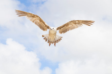 Bird flying with open wings and blue sky.の写真素材