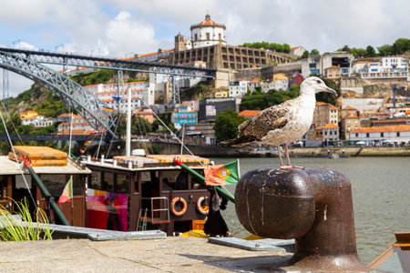 Birds will stop at the place where the boats are attached. With background of a city in Portugal.の写真素材