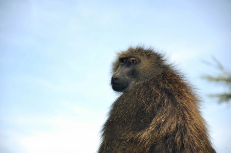 The monkey