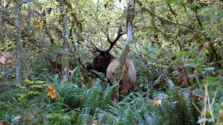 Hoh Rain Forest, National Park, WASHINGTON USA - October 2014: Roosevelt Elk in the mossy treesの写真素材