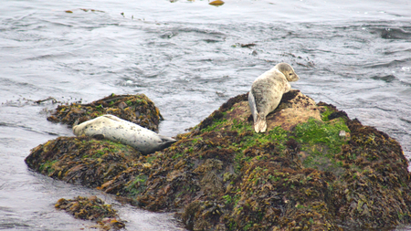 SAN SIMEON, UNITED STATES - OCTOBER 7th, 2014: Elephant Seal Vista Point at Highway No. 1 or Pacific Coast Hwyのeditorial素材