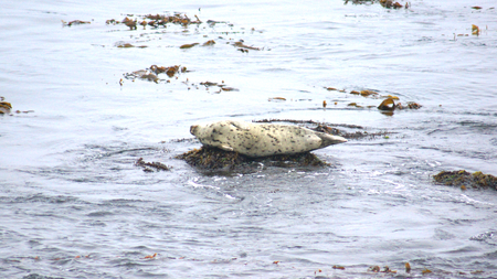 SAN SIMEON, UNITED STATES - OCTOBER 7th, 2014: Elephant Seal Vista Point at Highway No. 1 or Pacific Coast Hwyのeditorial素材