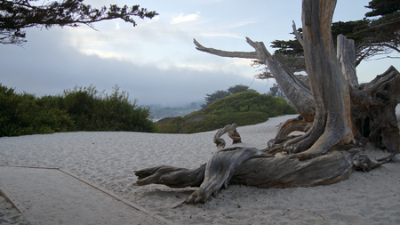 CARMEL, CALIFORNIA, UNITED STATES - OCT 7, 2014: White beach with a tree and cypress along Highway No 1, USAのeditorial素材