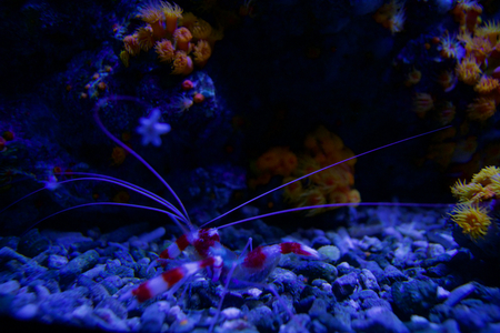 SEATTLE, WASHINGTON, USA - JAN 25th, 2017: Exotic coral fish in marine aquarium on blue backgroundのeditorial素材