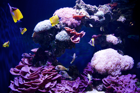 SEATTLE, WASHINGTON, USA - JAN 25th, 2017: Exotic coral fish in marine aquarium on blue backgroundのeditorial素材