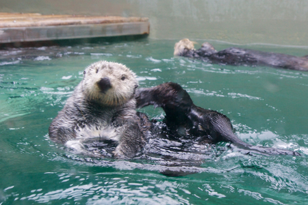 SEATTLE, WASHINGTON, USA - JAN 25th, 2017: Otter swimming on his back, looking into camera in a aquariumのeditorial素材