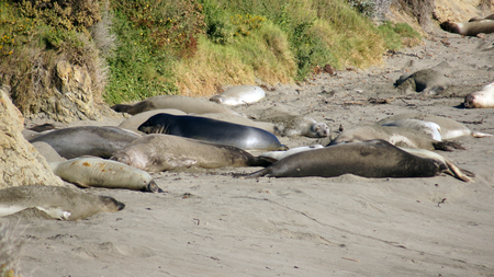 SAN SIMEON, UNITED STATES - OCTOBER 7th, 2014: Elephant Seal Vista Point at Highway No. 1 or Pacific Coast Hwyのeditorial素材